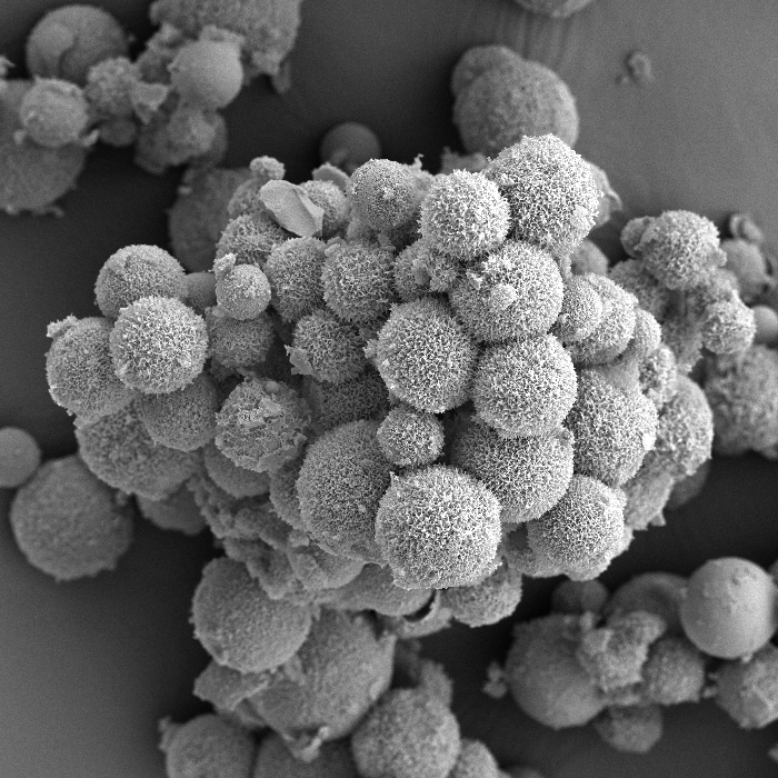 SEM Image of Carbon Nitride on Glass Spheres